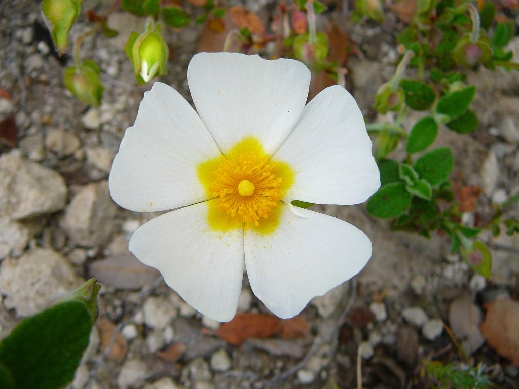 Insel Ischia. Blume